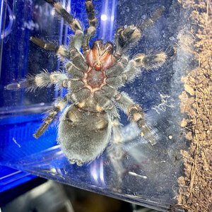 Brachypelma hamorii (ex. smithi), male or female?