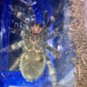 Brachypelma hamorii (ex. smithi), male or female?