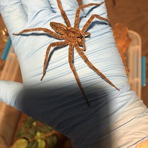 Mature Female Dolomedes okefinokensis