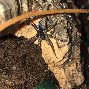 Dolomedes triton