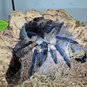 Monocentropus balfouri, juvenile female