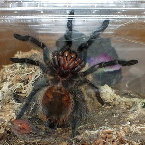 Grammostola actaeon juvenile male or female?