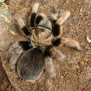 AF A.chalcodes 1 week post molt.