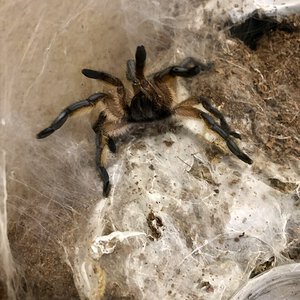 Sub-adult h.pulchripes.