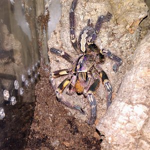 P.ornata