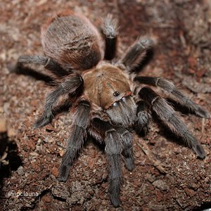 Aphonopelma hentzi 0.1