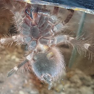 A. geniculata 3.5 inch dls