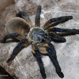 Monocentropus balfouri 0.1