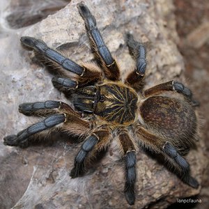 Harpactira pulchripes 0.1