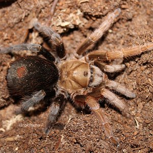 Aphonopelma sp. "diamondback" - 0.1