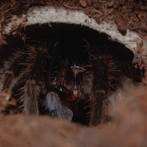 T. Albopilosus MM - The den of fangs and fluff