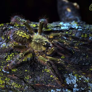 Poecilotheria rufilata