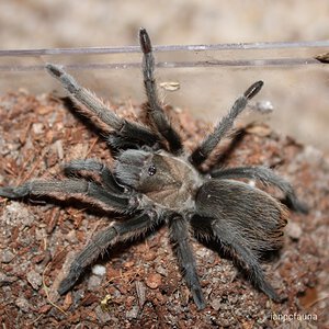 Aphonopelma gabeli  - 0.1