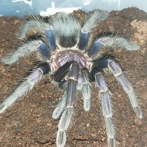 Phormictopus sp. Dominican Purple (ex cautus)