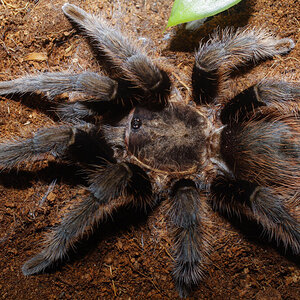 T. Albopilosus (Honduras) - Mature Male | Arachnoboards