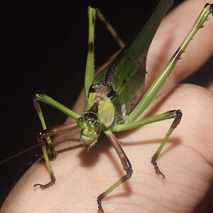 Ephippitytha trigintiduoguttata: 32-Spotted Katydid