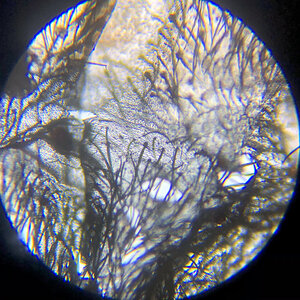 Avicularia purpurea 1.5-2”