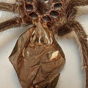 G. rosea ~2.5" Female???