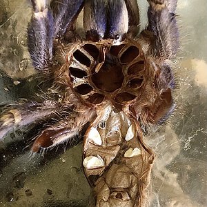 3.5” P. metallica molt male or female?