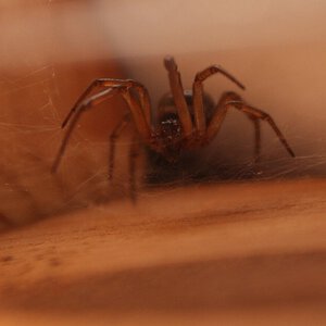 Steatoda nobilis