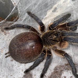 Hapactira pulchripes  (mated female)