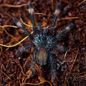 Psalmopoeus langenbucheri