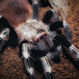 N. Chromatus male juvenile