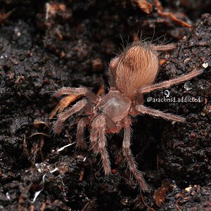 Aphonopelma bicoloratum.