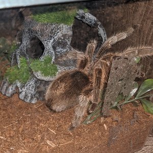 5" female Grammostola ?