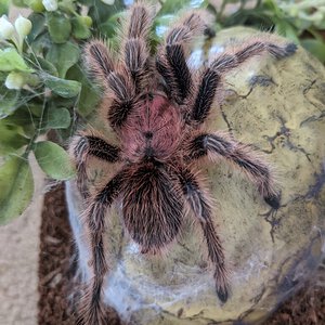 5" MM Grammostola rosea