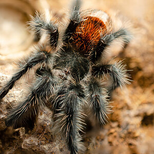 Grammostola iheringi