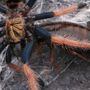 Chromatopelma cyaneopubescens.