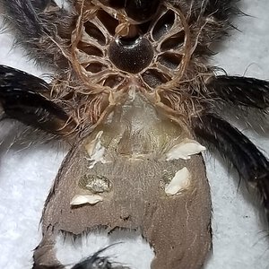 avicularia avicularia 2.5 in male?