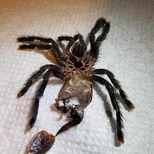 avicularia avicularia 2.5 in