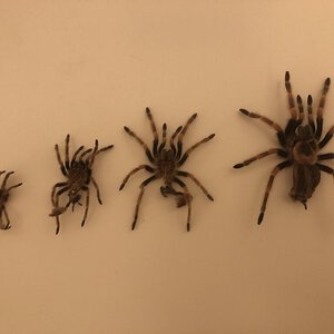 Brachypelma smithi Molt