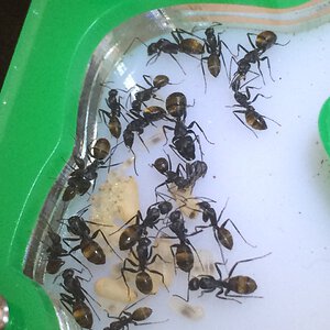 camponotus aeneopilosus colony