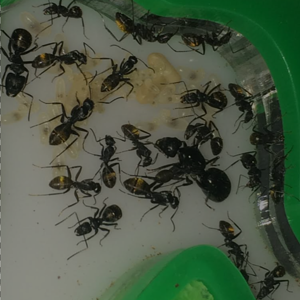 camponotus aeneopilosus colony