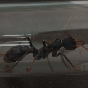 myrmecia tarsata queen