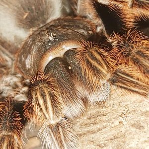 Grammostola rosea red