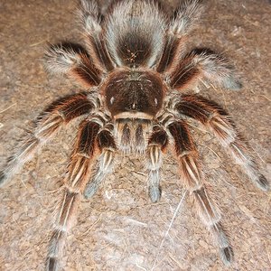 Grammostola rosea (RCF)