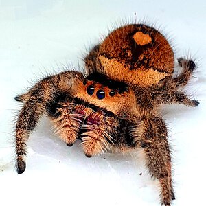 P regius (Regal Jumping Spider)