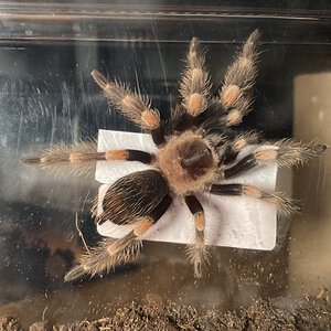 Brachypelma: Hamorii?