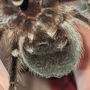 3-3.5" Aphonopelma hentzi