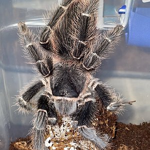 Lasiodora difficilis - adult female with egg sack