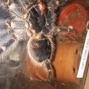 Grammostola pulchripes