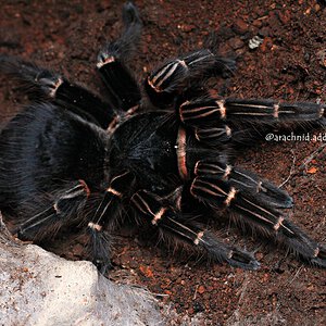 Acanthoscurria juruenicola.