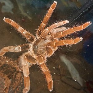 Side View of Post Molt Female
