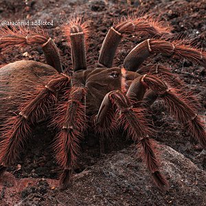 Theraphosa blondi.