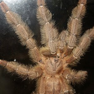 Phormingochilus sp. rufus MM drinking | Arachnoboards