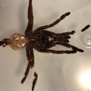 OBT Molt